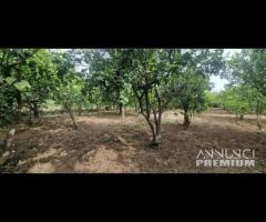 Terreno agricolo-edificabile Fiumefreddo d Sicilia