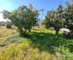 Terreno agricolo di 1.000 mq. circa Mascalucia Zon