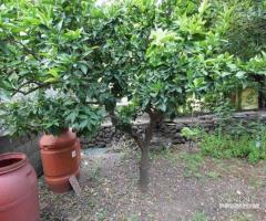 Appartamento 3 vani con Giardino Belpasso Centro - 20