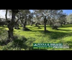 Oristano - ULIVETO 1.000 piante FORTE RIBASSO