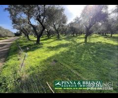 Oristano - ULIVETO 1.000 piante FORTE RIBASSO