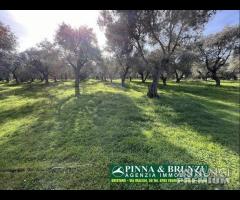 Oristano - ULIVETO 1.000 piante FORTE RIBASSO