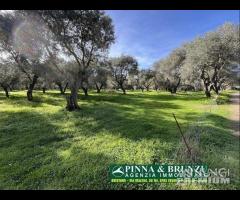 Oristano - ULIVETO 1.000 piante FORTE RIBASSO - 6