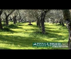 Oristano - ULIVETO 1.000 piante FORTE RIBASSO - 8