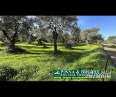 Oristano - ULIVETO 1.000 piante FORTE RIBASSO - 10