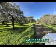 Oristano - ULIVETO 1.000 piante FORTE RIBASSO - 14