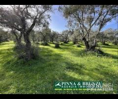 Oristano - ULIVETO 1.000 piante FORTE RIBASSO - 15
