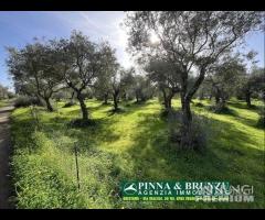 Oristano - ULIVETO 1.000 piante FORTE RIBASSO - 16