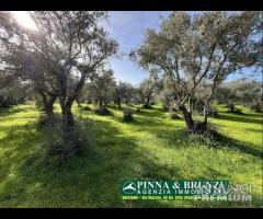 Oristano - ULIVETO 1.000 piante FORTE RIBASSO - 17