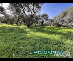 Oristano - ULIVETO 1.000 piante FORTE RIBASSO - 20