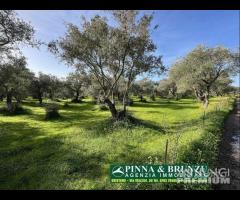 Oristano / Silì - ULIVETO 1.000 piante