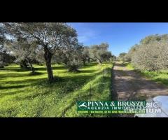 Oristano / Silì - ULIVETO 1.000 piante - 9