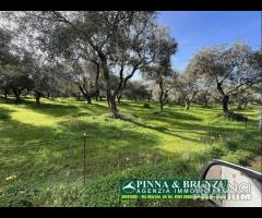 Oristano / Silì - ULIVETO 1.000 piante - 15