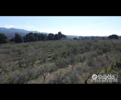 Casa - capannone e uliveto di 25.000mq - 6