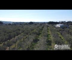 Casa - capannone e uliveto di 25.000mq - 7