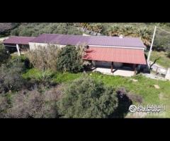 Casa - capannone e uliveto di 25.000mq - 8