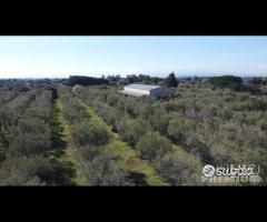Casa - capannone e uliveto di 25.000mq - 9