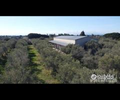 Casa - capannone e uliveto di 25.000mq - 10
