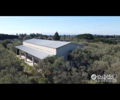 Casa - capannone e uliveto di 25.000mq - 11