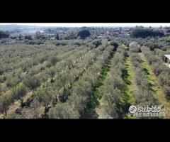 Casa - capannone e uliveto di 25.000mq - 12
