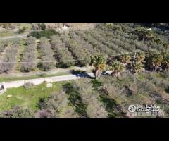 Casa - capannone e uliveto di 25.000mq - 13