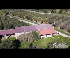 Casa - capannone e uliveto di 25.000mq - 14