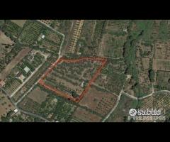 Uliveto di 14000mq con ampia casa da ristrutturare
