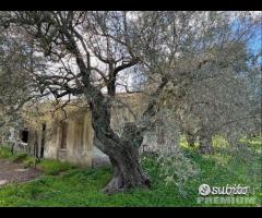 Uliveto di 14000mq con ampia casa da ristrutturare