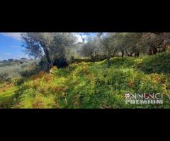 Pianotorre, panoramico terreno con rudere - 9