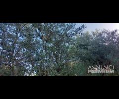 Pianotorre, panoramico terreno con rudere - 19