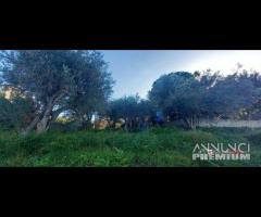 Pianotorre, panoramico terreno con rudere - 20