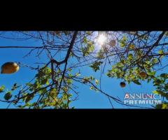 Mandanici,pressi centro del paese, terreno di - 7