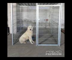 box per cani