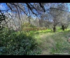 IMPERIA VILLA BIFAMIGLIARE CON TERRENO - 17