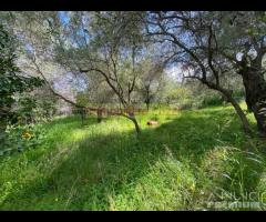 IMPERIA VILLA BIFAMIGLIARE CON TERRENO - 21