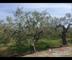 Uliveto a Piano Torre rif. IMV-5024 - 20