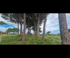 Castelvetrano terreno di 5000 mq con magazzino - 26