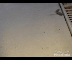 Ford Escort 1.1 Demolita - Per Ricambi - 13