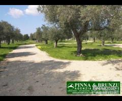 Riola sardo - casa in campagna ulivi - 21