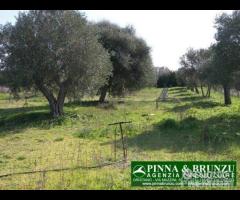 Riola sardo - casa in campagna ulivi - 24