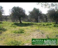 Riola sardo - casa in campagna ulivi - 25