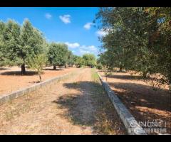 Casetta con terreno - 27