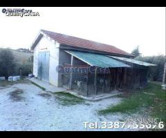 Terreno con ulivi e annesso a Morro D'Alba