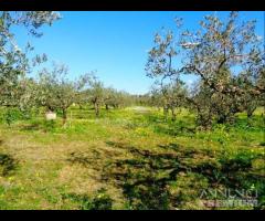 Castelvetrano terreno agricolo con magazzino rura