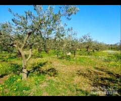 Castelvetrano terreno agricolo con magazzino rura