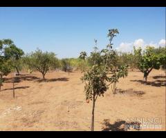 Triscina terreno agricolo con piante di ulivo - 6