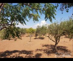 Triscina terreno agricolo con piante di ulivo - 7