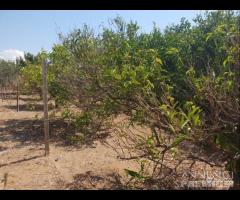 Triscina terreno agricolo con piante di ulivo - 8