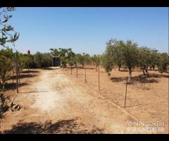 Triscina terreno agricolo con piante di ulivo - 9