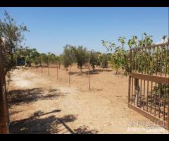 Triscina terreno agricolo con piante di ulivo - 10